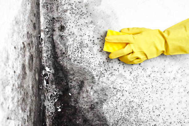 Best Mold Removal Process  in Urbana, OH