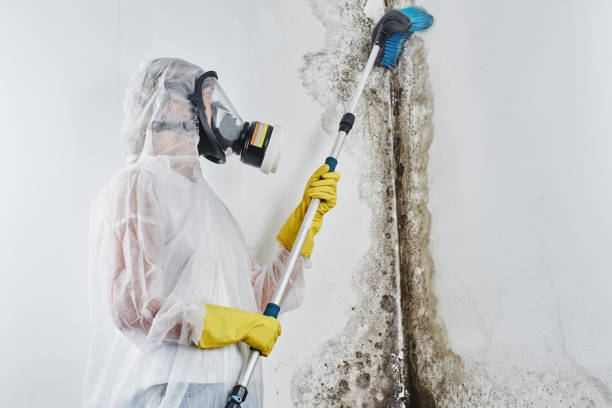 Professional Mold Removal in Urbana, OH