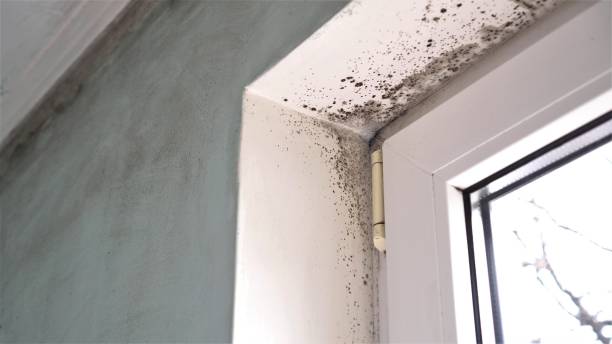 Best Office Mold Removal Services  in Urbana, OH