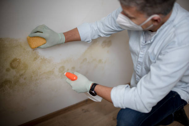 Home Mold Removal in Urbana, OH