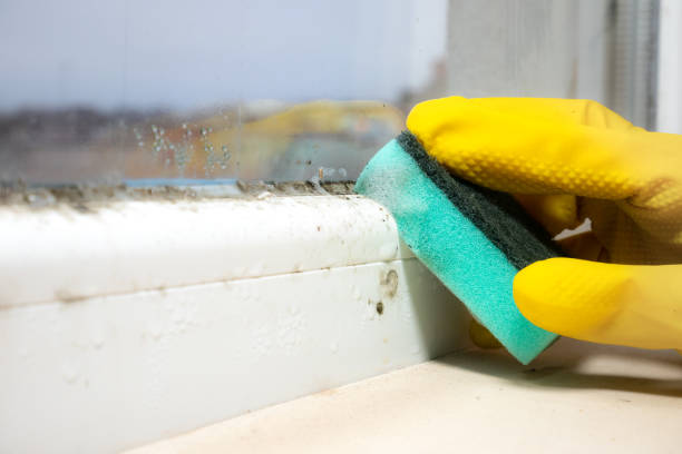 Best Emergency Mold Removal  in Urbana, OH