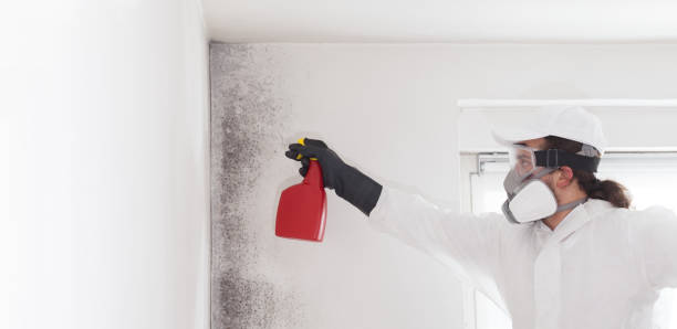 Best Attic Mold Removal  in Urbana, OH