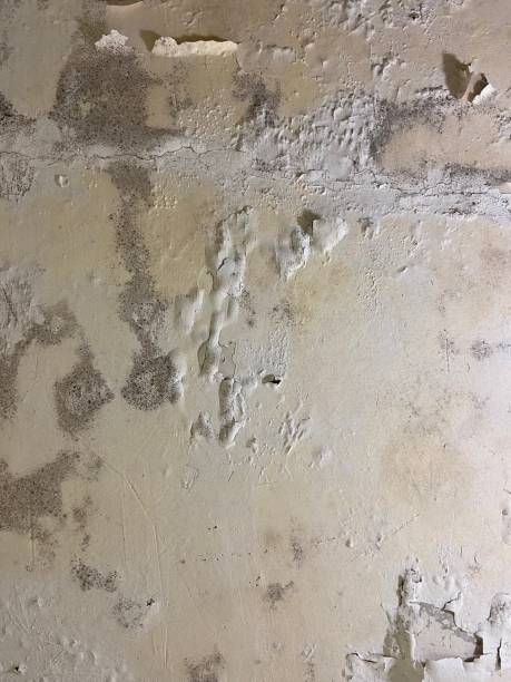 Best Local Mold Removal Service  in Urbana, OH