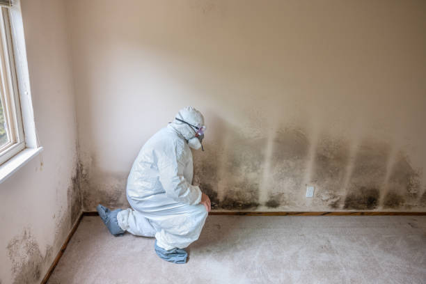 Best Fast Mold Removal  in Urbana, OH