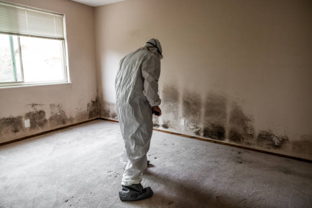 Best Emergency Mold Removal  in Urbana, OH