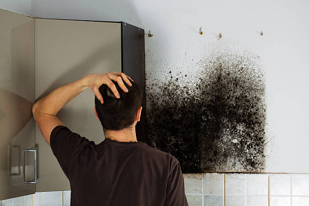 Best Professional Mold Removal  in Urbana, OH