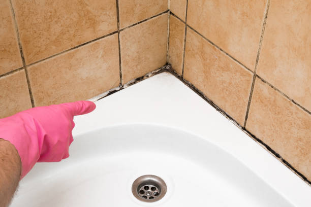 Office Mold Removal Services in Urbana, OH